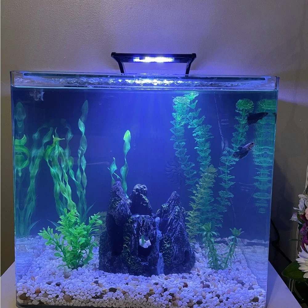 New 10 gallon fish tank